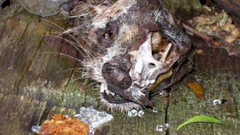 Some Stuff Stripped - Bradley-Ave.82.jpg