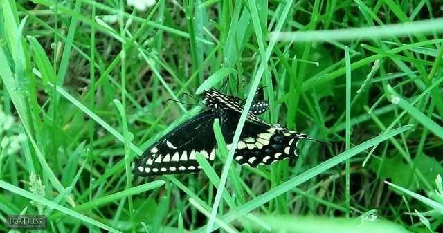 Coals for Eyes - Mudeye3.jpg