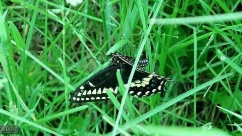 Coals for Eyes - Mudeye3.jpg