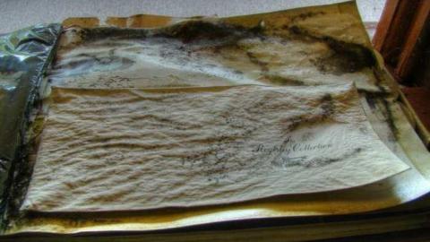 Mr. Moldy and Mrs. Peely - 4a.jpg