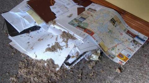 Mr. Moldy and Mrs. Peely - 6a.jpg