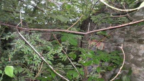 Banks of the Credit - Hyde-Mill-Ruins-(Streetsville)7.jpg