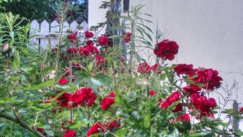 Going Going... - 1a.jpg