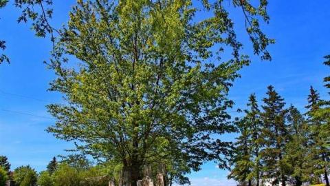 By the lake - Anglican-Pioneer-Cemetery16.jpg