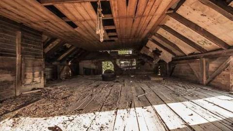 Nobody here But Us Trees - dundas-4869.jpg