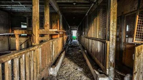 Bee Gone - Carrique-Property2.jpg