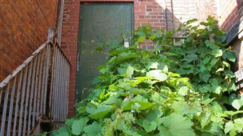 Century Manor 7/16/10 - Century-Manor-Asylum522.jpg