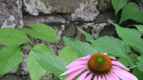 Hamilton family cemetery - Hamilton-Cemetery-Queenston6.jpg