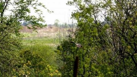 School Section 21 photo 4