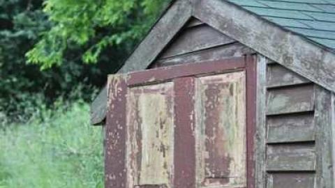 maple leafs - Tall-Red-on-8634.jpg