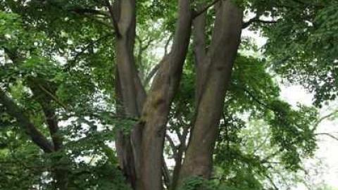 Better Beef - Better-Beef-Limited3.jpg