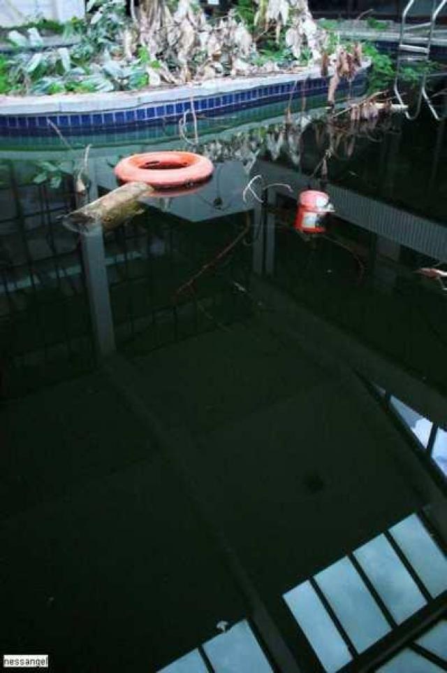 Regal Constellation photo 4