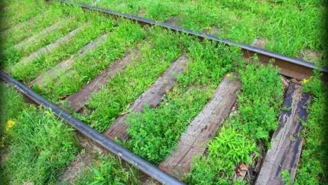 Steady Eddie - Goldie-Mill23.jpg