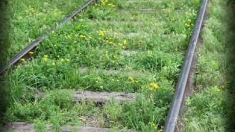 Photo from Steady Eddie