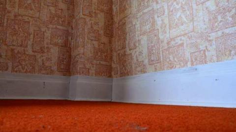 Mountain Maple - Mountain-Maple72.jpg