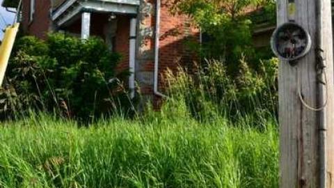 Mountain Maple - Mountain-Maple93.jpg