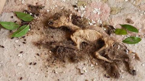 May '13 - Abandoned-Cat-Lady-House450.jpg