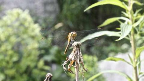 Friendly Dragonfly  - Stone-Ruins-Belfountain40.jpg