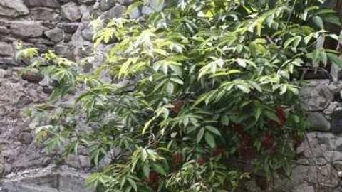 Friendly Dragonfly  - Stone-Ruins-Belfountain50.jpg