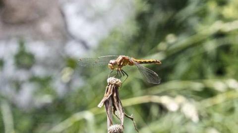 Friendly Dragonfly  - Stone-Ruins-Belfountain41.jpg