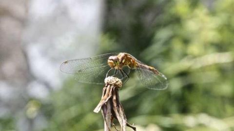 Friendly Dragonfly  - Stone-Ruins-Belfountain51.jpg