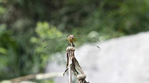 Friendly Dragonfly  - Stone-Ruins-Belfountain42.jpg