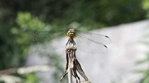 Friendly Dragonfly  - Stone-Ruins-Belfountain52.jpg