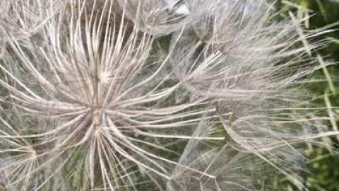 Friendly Dragonfly  - Stone-Ruins-Belfountain43.jpg