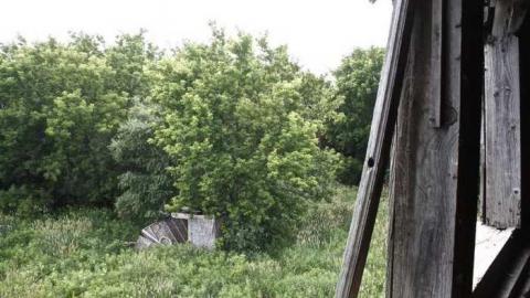 Overgrown. - Old-House--Barns58.jpg