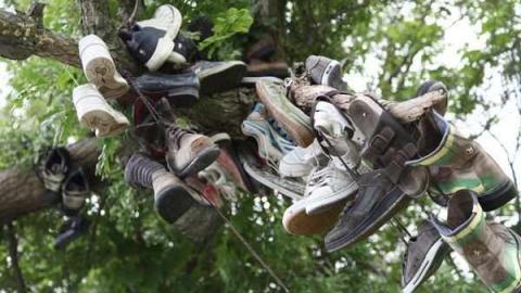 The Great Shoe Tree photo 5