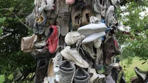 The Great Shoe Tree photo 2