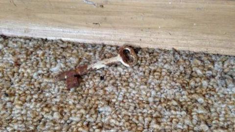 Mountain Maple - Mountain-Maple48.jpg