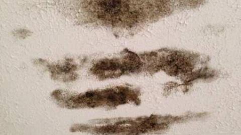 Mountain Maple - Mountain-Maple88.jpg