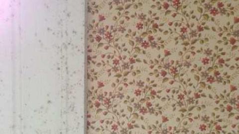 Mountain Maple - Mountain-Maple73.jpg