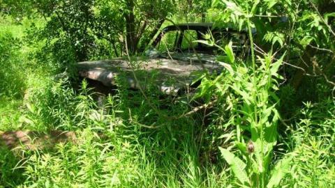 Summer exploring - DSCN1430.jpg