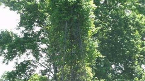 Grown In - DSCF2383.jpg