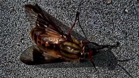 Midlothian Memorial Cemetery photo 5