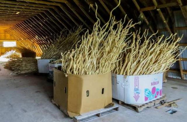 Golden Foods - 15.jpg