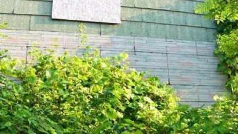 No Wine On These Vines - Upper-Story-Green30.jpg