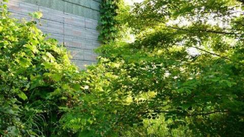 No Wine On These Vines - Upper-Story-Green19.jpg