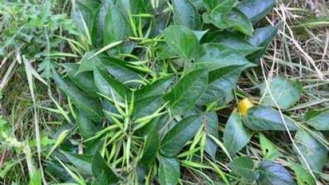 No Wine On These Vines - Upper-Story-Green33.jpg