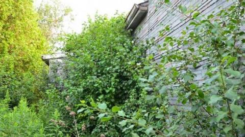 No Wine On These Vines - Upper-Story-Green35.jpg