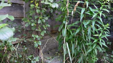 No Wine On These Vines - Upper-Story-Green23.jpg