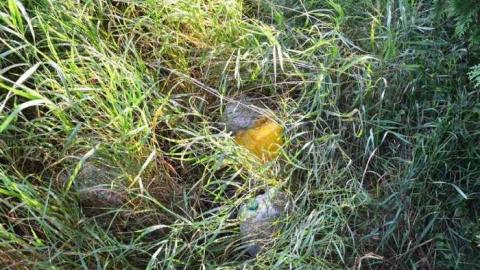 No Wine On These Vines - Upper-Story-Green25.jpg