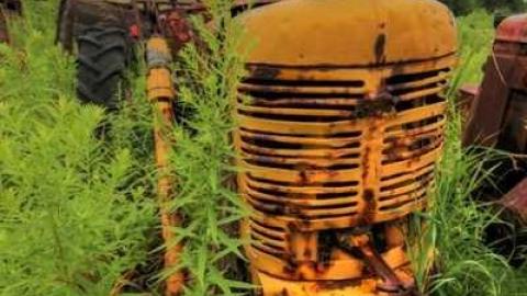 Muddy and Overgrown - ih5.jpg