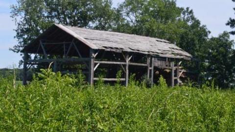 Getting Overgrown - Woodstock-1940s-House121.jpg
