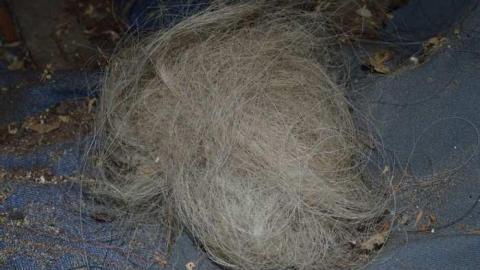 Getting Overgrown - Woodstock-1940s-House125.jpg