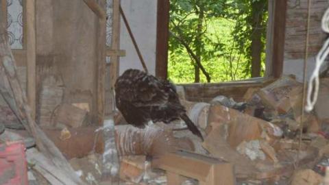 Getting Overgrown - Woodstock-1940s-House138.jpg