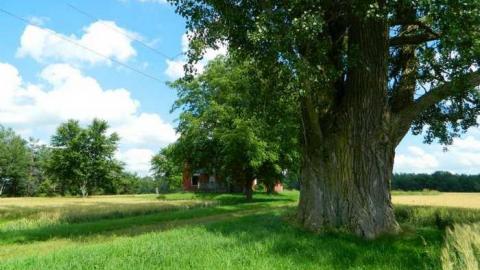 Big Red - DSCN9669.jpg