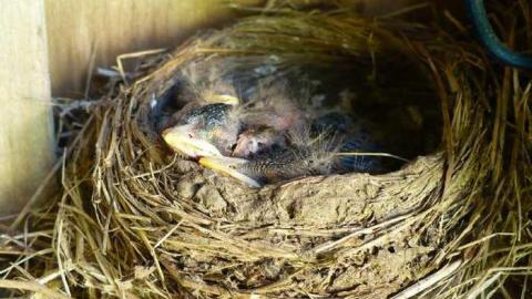 Frankly - P1120375.jpg